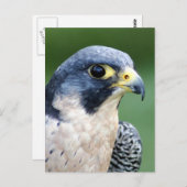 Ausländischer Falke-Gesichts-Foto Postkarte (Vorne/Hinten)