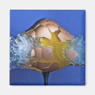 ausnahmsweise magnet