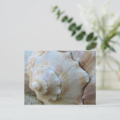 Außenbanken Conch Seashell Postkarte (Stehend Vorderseite)