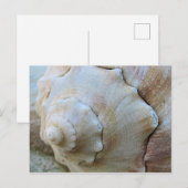 Außenbanken Conch Seashell Postkarte (Vorne/Hinten)
