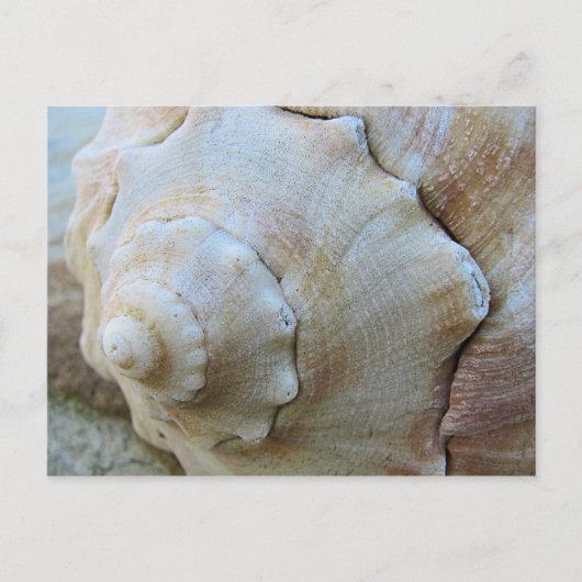 Außenbanken Conch Seashell Postkarte (Vorderseite)