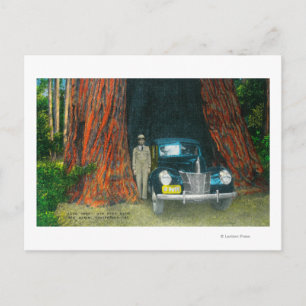 Aussicht auf das Auto TreeBig Basin Staat Park, CA Postkarte