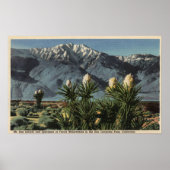 Aussicht auf den San Jacinto, Yucca Mohavensis Poster (Vorne)