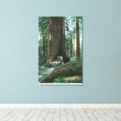 Aussicht auf die Pferdebeförderung im Wawona-Baum Leinwanddruck (Insitu (Holzboden))
