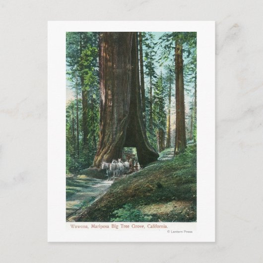 Aussicht auf die Pferdebeförderung im Wawona-Baum Postkarte (Vorderseite)