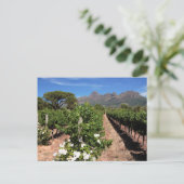 Aussicht auf die Weinberge. Stellenbosch Postkarte (Stehend Vorderseite)