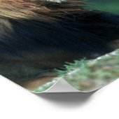 Aussicht auf eine Löwe (Panthera leo), die den Mun Poster (Ecke)