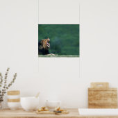 Aussicht auf eine Löwe (Panthera leo), die den Mun Poster (Küche)