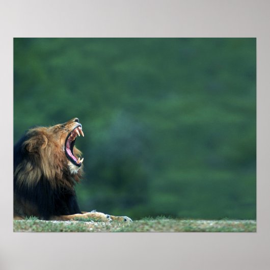 Aussicht auf eine Löwe (Panthera leo), die den Mun Poster (Vorne)