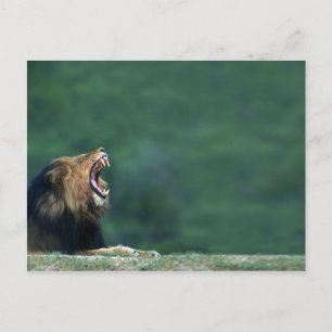 Aussicht auf eine Löwe (Panthera leo), die den Mun Postkarte