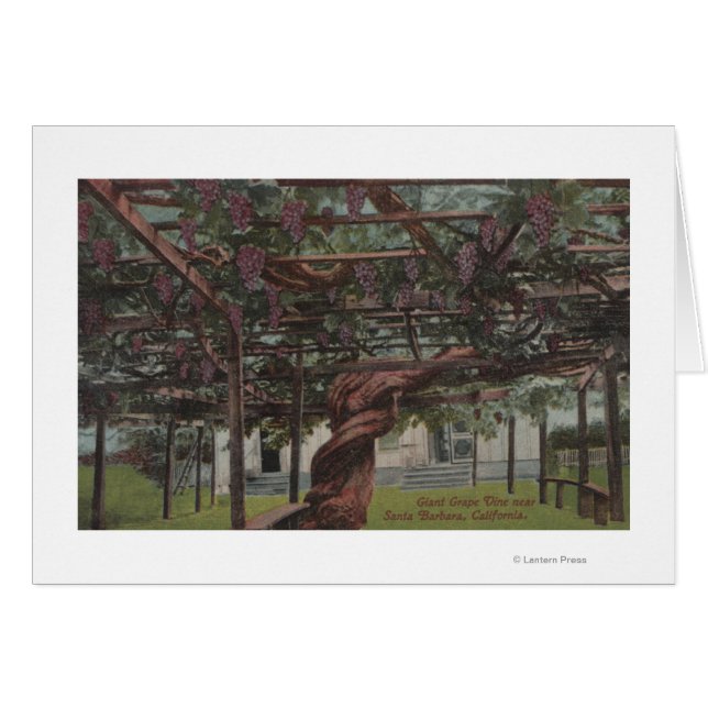 Aussicht auf einen Riesentraubstock (Vorderseite (Horizontal))