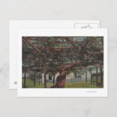 Aussicht auf einen Riesentraubstock Postkarte (Vorne/Hinten)