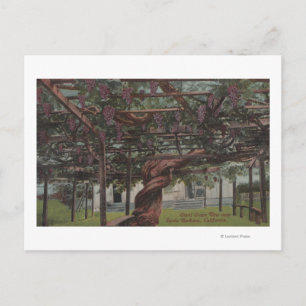 Aussicht auf einen Riesentraubstock Postkarte