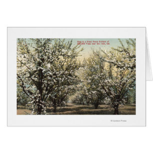 Aussicht auf einen Runengarten mit 300.000 Bäumen