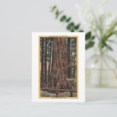 Aussicht auf "Neck Breaker" im Big Trees Park Postkarte (Stehend Vorderseite)