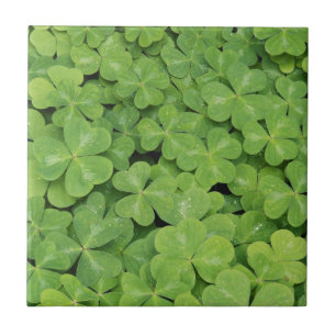 Aussicht auf Oxalis Oregana Wald Sorrel Foliage Fliese