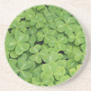 Aussicht auf Oxalis Oregana Wald Sorrel Foliage Getränkeuntersetzer