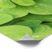 Aussicht auf Oxalis Oregana Wald Sorrel Foliage Poster (Ecke)