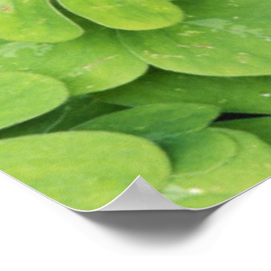 Aussicht auf Oxalis Oregana Wald Sorrel Foliage Poster (Ecke)