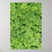 Aussicht auf Oxalis Oregana Wald Sorrel Foliage Poster (Vorne)