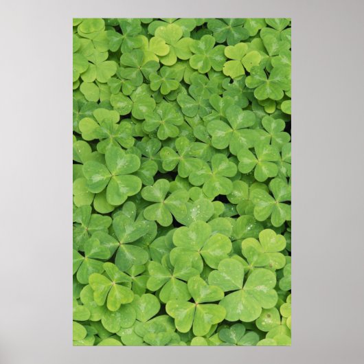Aussicht auf Oxalis Oregana Wald Sorrel Foliage Poster (Vorne)