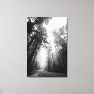 Aussicht auf Sequoia-Bäume im Wald Leinwanddruck