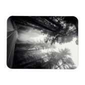 Aussicht auf Sequoia-Bäume im Wald Magnet (Horizontal)