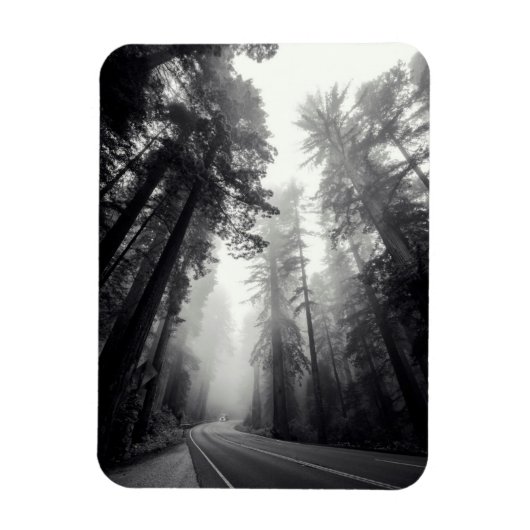 Aussicht auf Sequoia-Bäume im Wald Magnet (Vertikal)