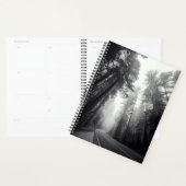 Aussicht auf Sequoia-Bäume im Wald Planer (Anzeige)