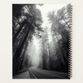 Aussicht auf Sequoia-Bäume im Wald Planer (Rückseite)