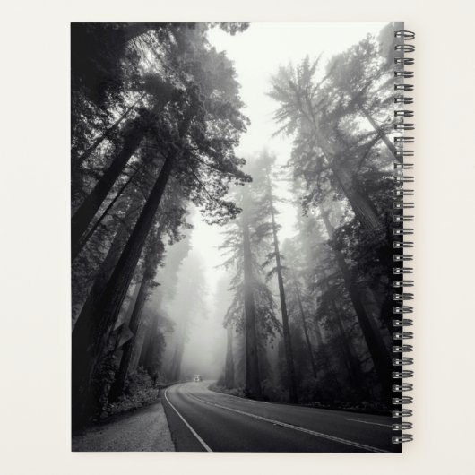 Aussicht auf Sequoia-Bäume im Wald Planer (Rückseite)