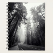 Aussicht auf Sequoia-Bäume im Wald Planer (Vorderseite)