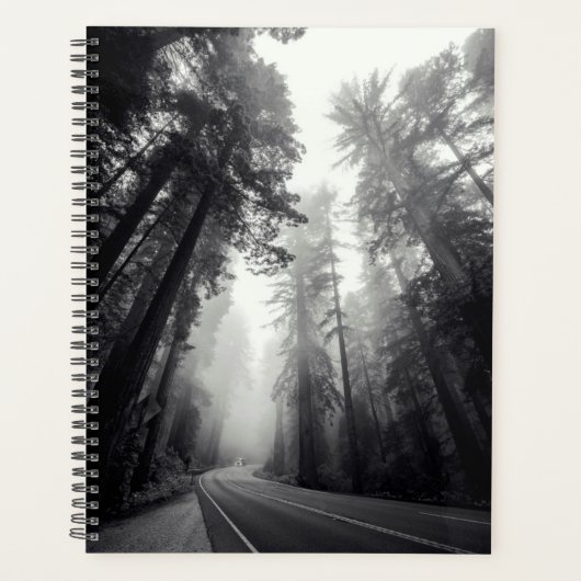 Aussicht auf Sequoia-Bäume im Wald Planer (Vorderseite)