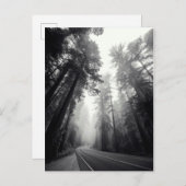 Aussicht auf Sequoia-Bäume im Wald Postkarte (Vorne/Hinten)