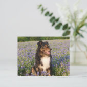 Aussie in den Bluebonnets Postkarte (Stehend Vorderseite)