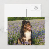 Aussie in den Bluebonnets Postkarte (Vorne/Hinten)