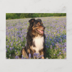 Aussie in den Bluebonnets Postkarte