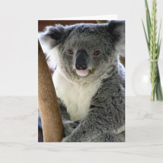 aussie koala karte (Vorderseite)