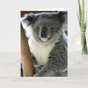 aussie koala karte