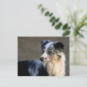 Aussie Looking Links Postkarte (Stehend Vorderseite)