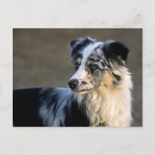 Aussie Looking Links Postkarte