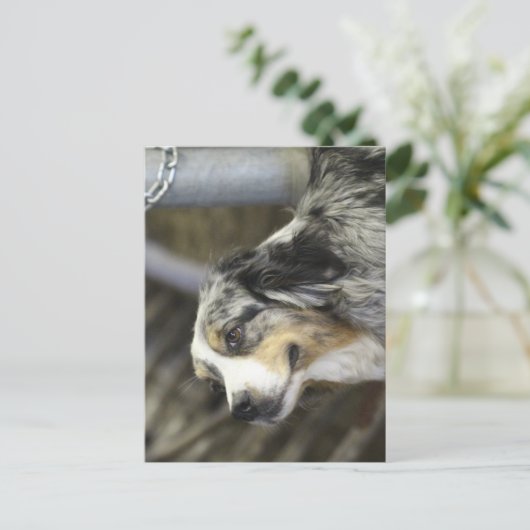 Aussie Postkarte (Stehend Vorderseite)