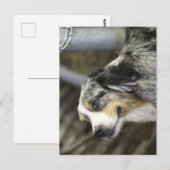 Aussie Postkarte (Vorne/Hinten)