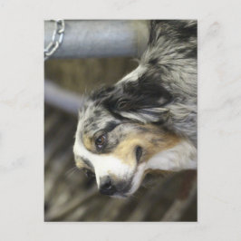 Aussie Postkarte