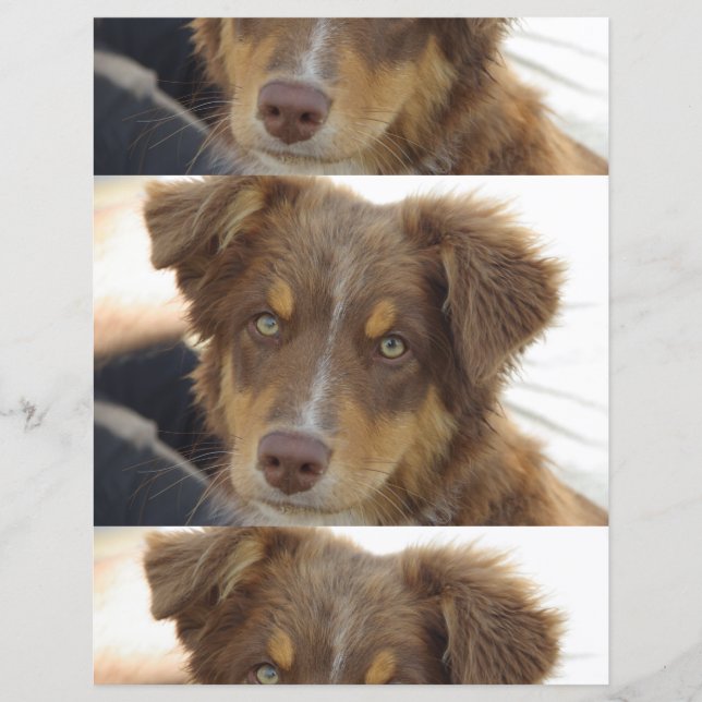 aussie red tri pup (Vorderseite)