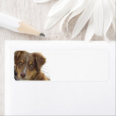 aussie red tri pup (Insitu)
