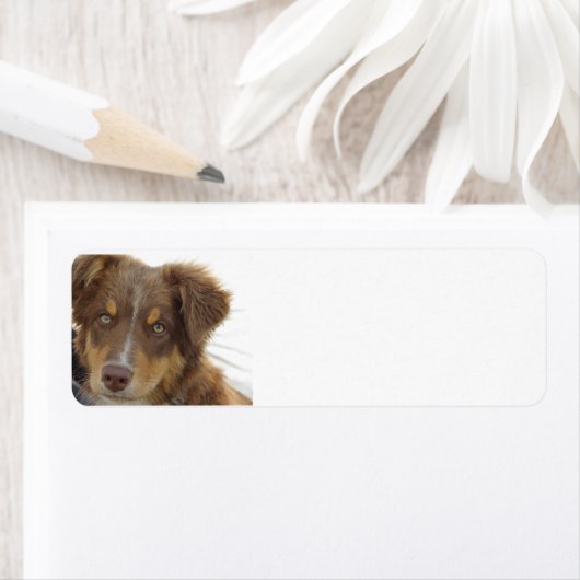 aussie red tri pup (Insitu)
