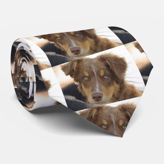 aussie red tri pup krawatte (Gerollt)