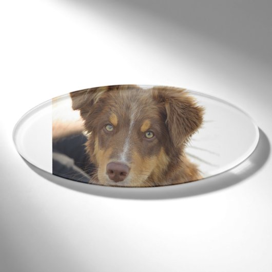 aussie red tri pup namenschild (Vorderseite)