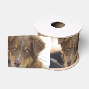 aussie red tri pup ripsband